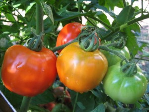 Heirloom Tomato 5