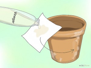Removing Salt Deposits from Your Clay Pots