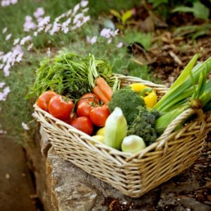 Growing a Vegetable Garden