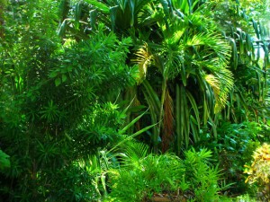 Tropical Green Plants